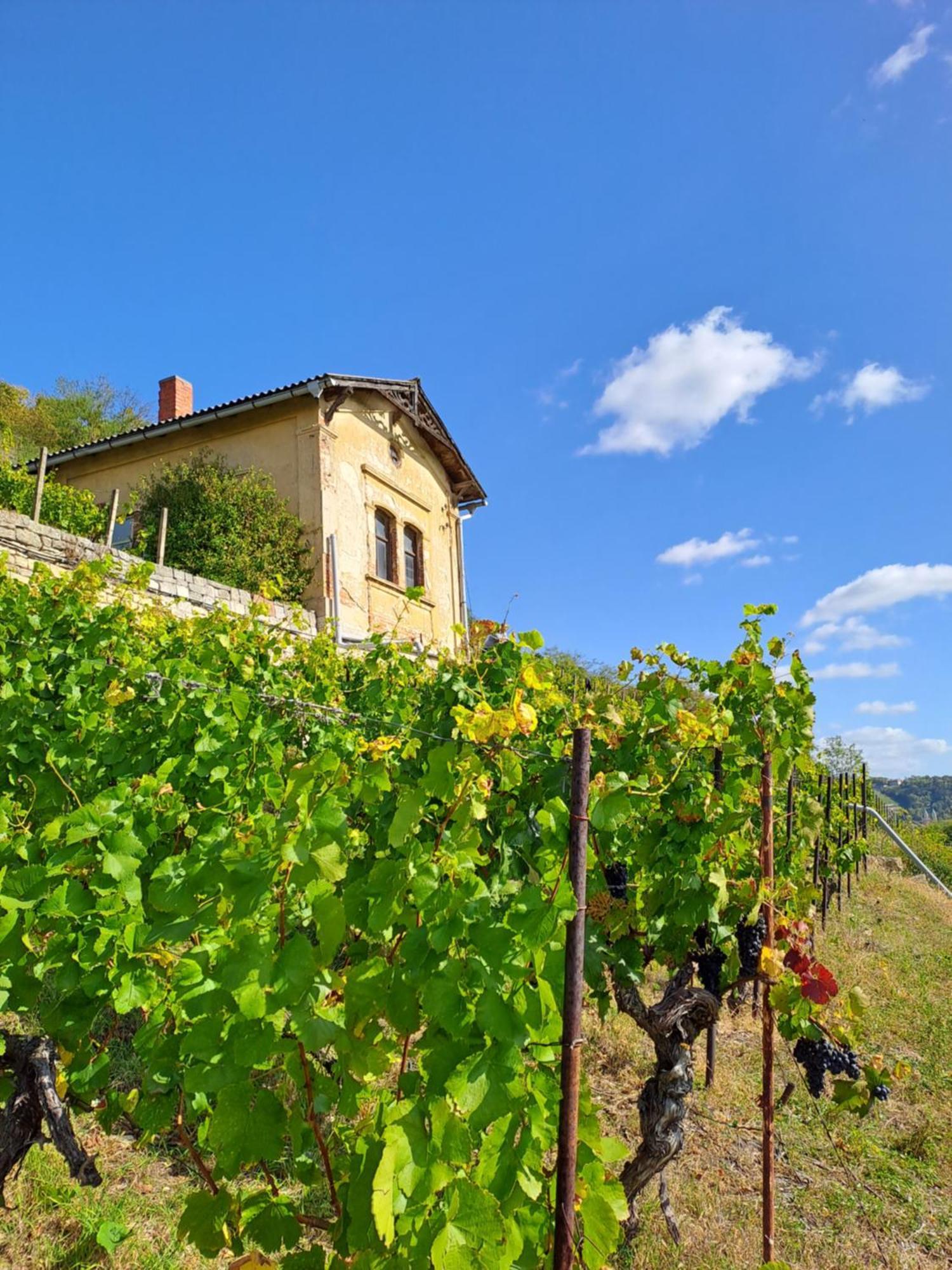 Ferienhaus Und Strausswirtschaft Im Weinberg Freyburg  Exterior foto